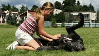 Great Dane - Angelo - perfect family dog ​​- kind to children