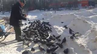 Istra Stories: Голуби, голуби