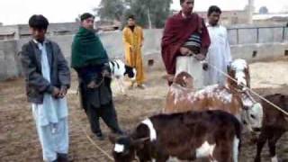 Maiken dairy farm Sargodha 2