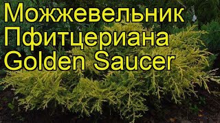 Можжевельник пфитцериана Голден Сауке. Краткий обзор, описание juniperus x pfitzeriana Golden Saucer