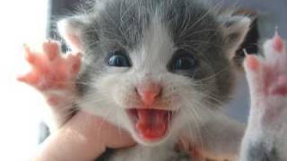 Very Funny Cats 54