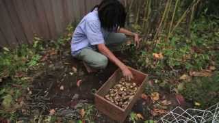 Harvesting & Storing Jerusalem Artichokes