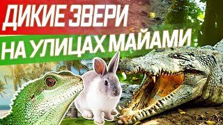 Крокодилы на улицах Майами / Как выйти из дома и выжить?