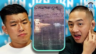 Three Crocodiles Save a Dog's Life Instead of Eating It