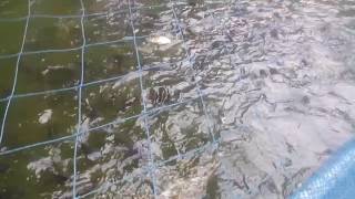 Fish farm Pullani,thuravoor,angamaly