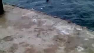 Lizardi GN Clavados en el malecon