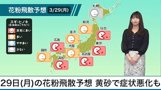 3月29日(月)の花粉飛散予想　黄砂により症状悪化も