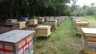 Beekeeping. Появилась НАДЕЖДА.