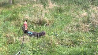 Katzen Spaziergang Part 2