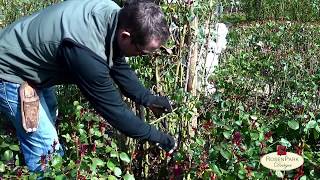 Rosenschnitt - Kletterrose