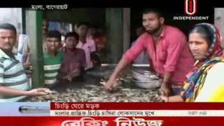 Mongla Shirimp (লোকসানের মুখে মংলার প্রান্তিক চিংড়ি চাষিরা) 03 June 2016