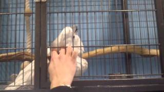 Какаду Бублик