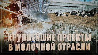 Плохие новости для конкурентов. В России строятся огромные проекты в молочной отрасли. Обзор