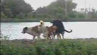 doggy sex party? 狗兒也會玩4P?!