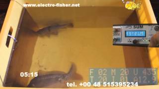 Fish electro narcosis  - Electrofishing - Fish anesthesia