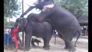 Elephant Mating 4