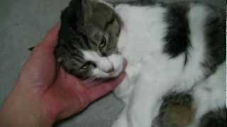 nya-chan, the cat. purring.