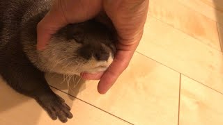 カワウソさくら 声のバリエーションが豊富なカワウソ otter that makes various voice