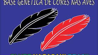 NAGASAKI E SUAS CORES