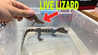 FEEDING LIVE LIZARD TO PET CAIMAN GOES HORRIBLY WRONG!