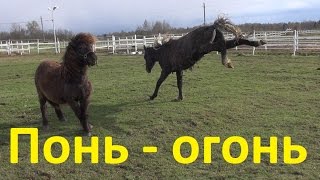 Клип. Взрослый 15 летний пони и борзый жеребёнок, спасённый с бойни.