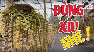 Muốn Xỉu Lên Xỉu Xuống Khi Lạc Vào Vườn Lan Long Tu Xuân Đúng Dịp Đang Nở Rộ