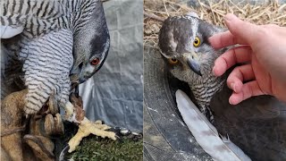 Ястребиное родильное отделение. Яйца одинаковые, а характеры разные