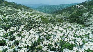 #191空拍苗栗5月雪桐花季 花海 步道 天際空中攝影