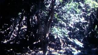 Brazil, 1960's - Film 30110