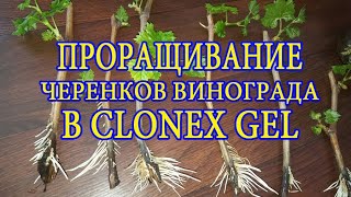Укоренение черенков винограда в Клонекс- геле (Clonex -Gel) на кокосовом субстрате.