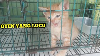 MENGINGAT KUCING OYEN YANG LUCU