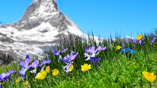 Morning Relaxing Music - Piano Music, Massage Music, Study Music (Helen)