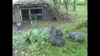разведение кроликов в домашних условиях "мой личный опыт" кролики!