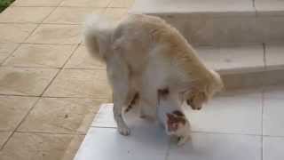 Dog mating with cat SO FUNNY!!