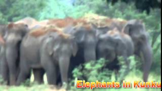 Elephants in Kunkuri