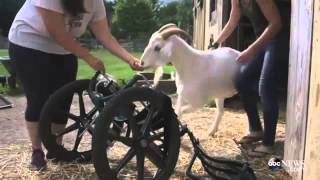 Amputee woman becomes activist saving amputee animals