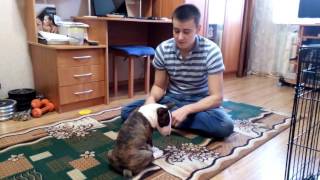 Как отучить щенка кусаться