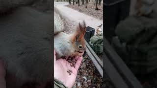 Три голодные белки / Three hungry squirrels