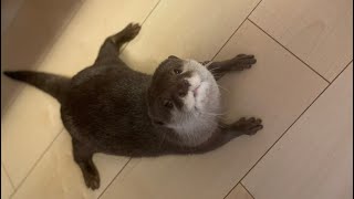 ママとその妹が遊びに来た時、「あれ？」と戸惑うカワウソと猫 Perplexed otter and cat when mom and her sister come to visit.