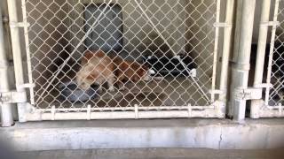 A451664/A451675 AT SAN BERNARDINO CITY SHELTER 8/10