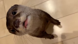 日常生活にカワウソがいると足元が常にこうなる Footing when otters are in your daily life.