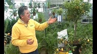 El Jardinero en Casa - Cítricos -
