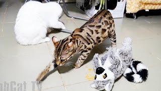 (18+) Сытый бенгальский кот виртуозно прячет новые порции под игрушку лемура. Тайная жизнь животных