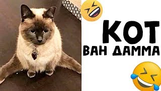? Лютые Приколы. КОТ ВАН ДАММА (Лучшие мемы и приколы. Угарные мемы)