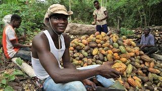 Cacao: la filière gourmande