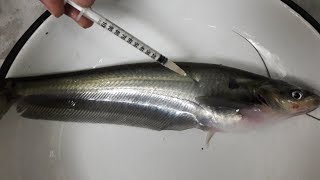 Pabda fish breeding techniques | পাবদা মাছের রেনু উৎপাদন পদ্ধতি