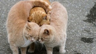 子猫たちが　息ピッタリすぎる7匹の子ネコにもん絶　シンクロ率１００％　こねこたちの息があった動きに注目　こねこたちに癒されること間違いない！