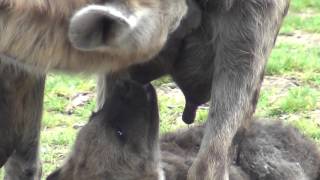 Pairi Daiza. Bébé hyène à la tétée le 17 octobre 2015