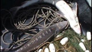 С поличным пойманы двое браконьеров.MestoproTV