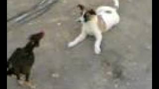 kalaba horoz fight